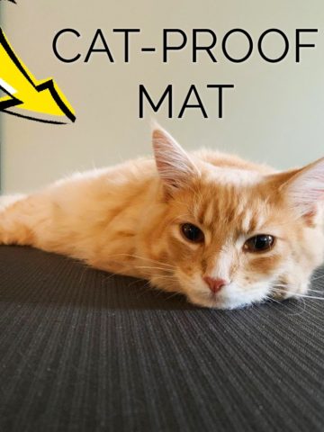 cat-proof yoga mat