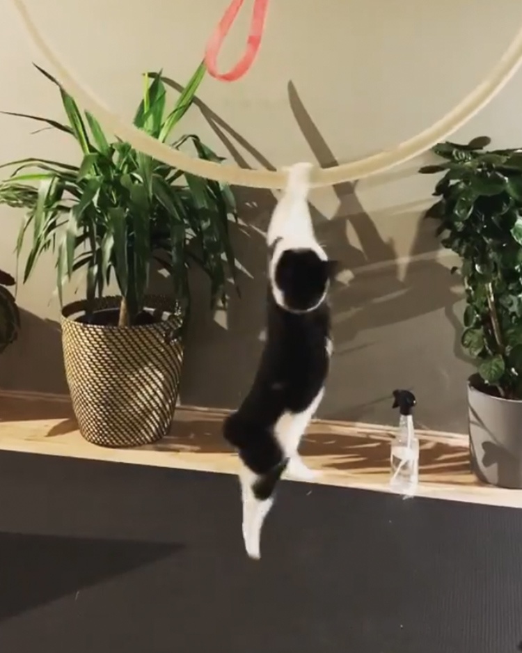 Cat Playing with the Aerial Hoop