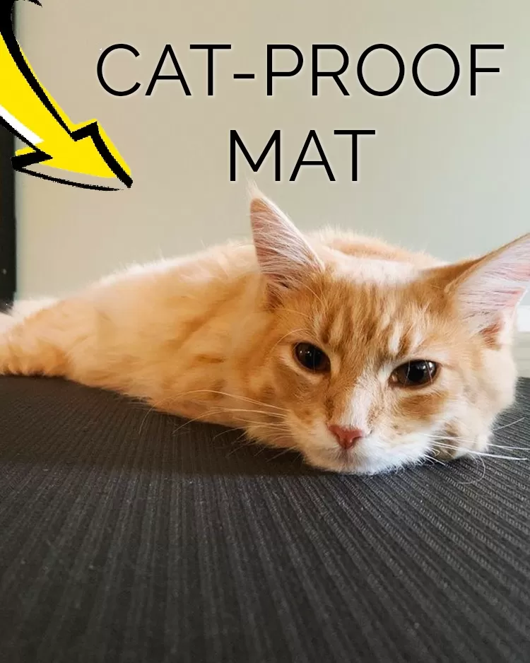 cat-proof yoga mat